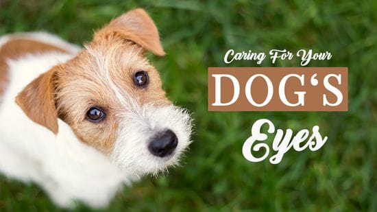 Caring For Your Dog's Eyes